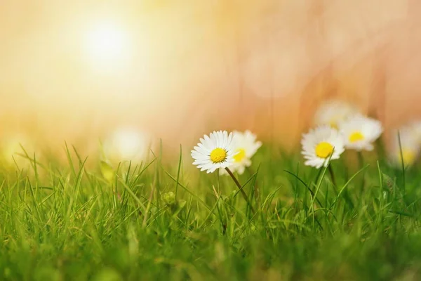 Prachtige Wilde Madeliefjes Bloemen Weide Warme Zonsondergang Licht — Stockfoto
