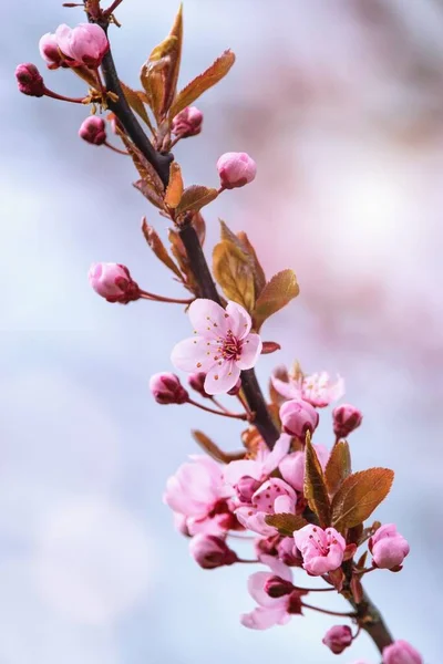 春天里开花结果的红豆杉 — 图库照片