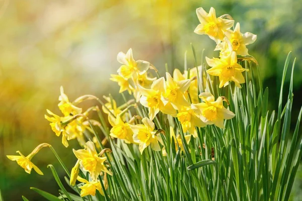 Sabah Işığında Bahar Çiçekleri Güzel Nergisler Narcissus Bitkisi — Stok fotoğraf