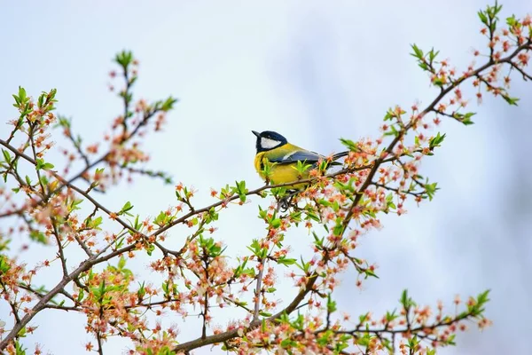 Great Tit Bird Sitting Blooming Branch Parus Major — Fotografie, imagine de stoc