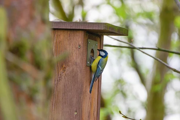 Great Tit Bird Sitting Bird House Parus Major — Stockfoto