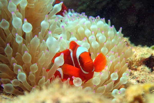 Spine Cheek Clownfish Eller Maroon Clownfish Gömda Havsanemonen Premnas Biaculeatus — Stockfoto
