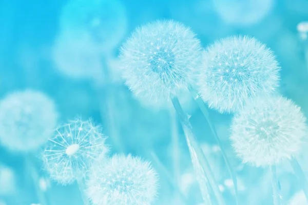 Soft Abstract Light Blue Background Abstract Dandelion — Stock Photo, Image
