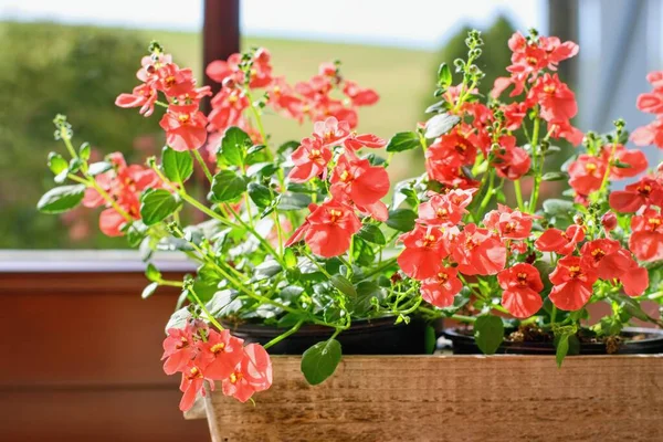 Diascia Personata Oder Maskierte Spornblume Blumentopf — Stockfoto