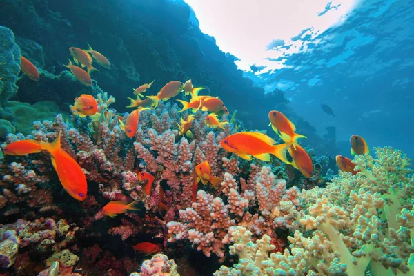 Tropical Coral Reef Diversity Hard Corals Shoal Coral Fish — Fotografia de Stock