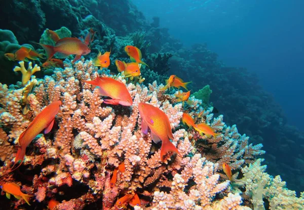 Tropical coral reef with diversity of hard corals and shoal of coral fish