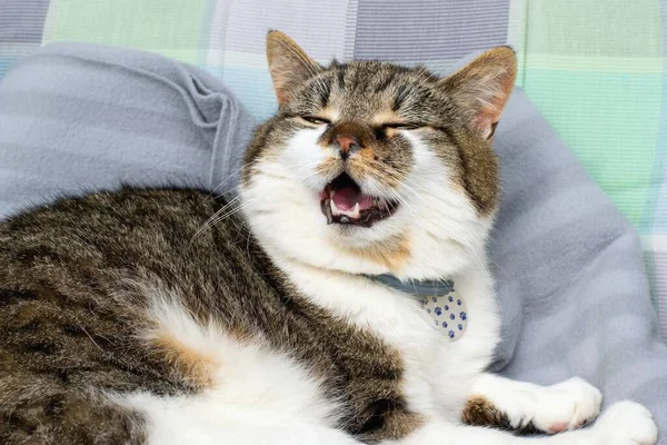 Gato Domesticado Com Corrimento Nasal Sofrendo Com Frio Alergia Rinite — Fotografia de Stock
