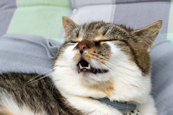 감기에 걸리거나 알레르기가 길들여진 고양이 동물의 — 스톡 사진