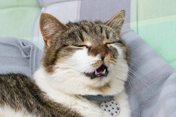 Домашняя Кошка Насморком Страдает Простуды Аллергии Ринита Здоровье Животных — стоковое фото