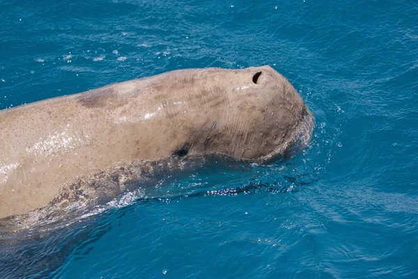Hoofd Van Dugong Dugon Zeezoogdier Ademhaling Het Zeeoppervlak — Stockfoto