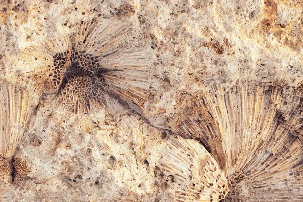 Rocha Com Textura Coral Fóssil Como Fundo Abstrato — Fotografia de Stock