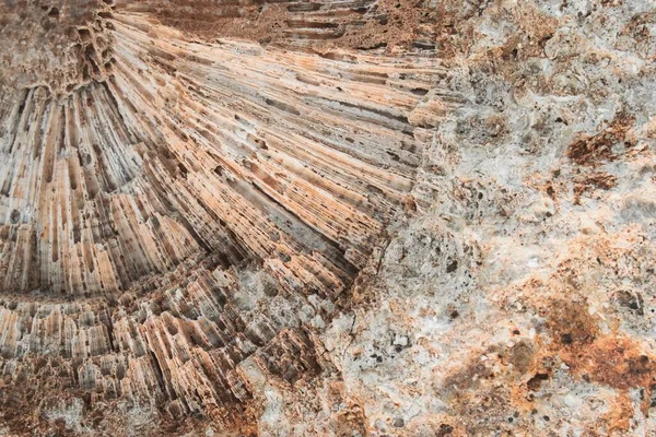 Roccia Con Texture Corallo Fossile Come Sfondo Astratto — Foto Stock