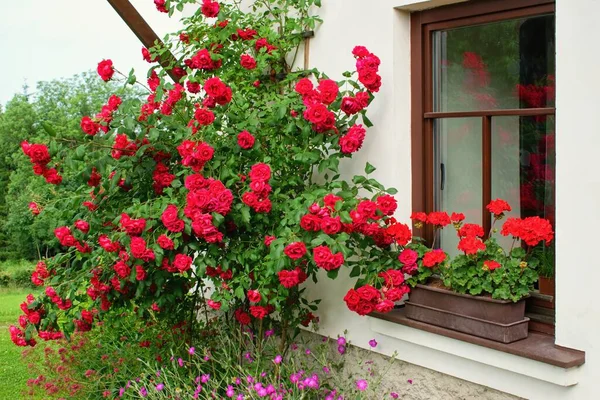 Sommerliche Gartenszene Hausfenster Mit Geranienblüten Und Blühenden Rosen Kletterer Oder — Stockfoto