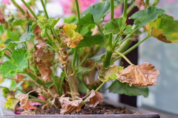 stock image Dry damaged leaves as a sympthoms of bacterial disease of geranium flowers.