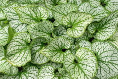 Büyük Unutma-Beni ya da Sibirya Bugloss dekoratif yaprakları (Brunnera makrophylla)