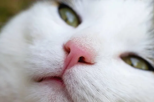 Zblízka Zdravý Kočičí Nos Krásná Zvířecí Tvář — Stock fotografie