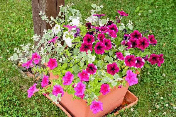 花盆里挂着各种各样的花瓣和苏菲亚花 集装箱植物夏季花园的灵感 — 图库照片