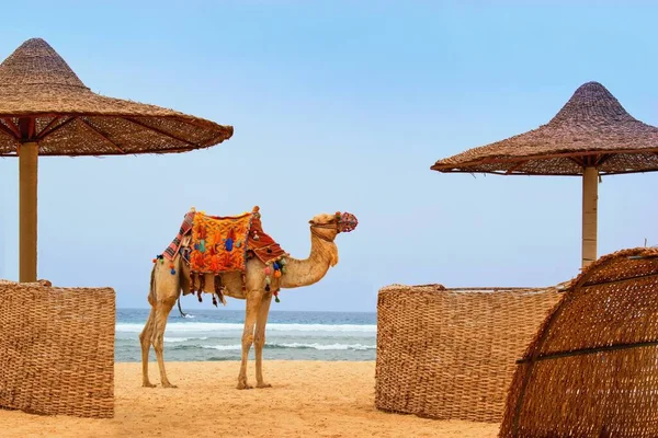 Idyl Strand Med Kamel Och Sol Umbrelas Röda Havet Egypten Royaltyfria Stockfoton