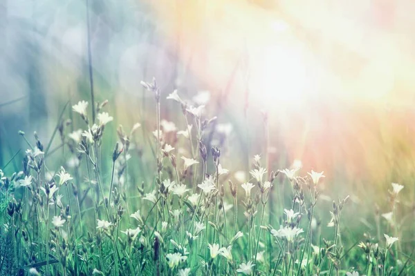Prachtig Zomerlandschap Als Bloemenachtergrond Wilde Bloemen Weide Zonlicht — Stockfoto