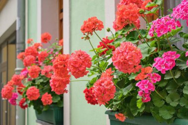 Pencerelerde zengince açan sardunya çiçekleri