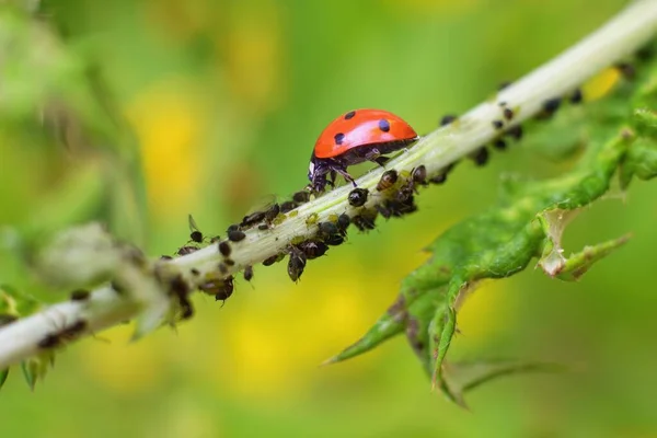 Lady Bug Como Predador Piolho Planta Proteção Biológica — Fotografia de Stock