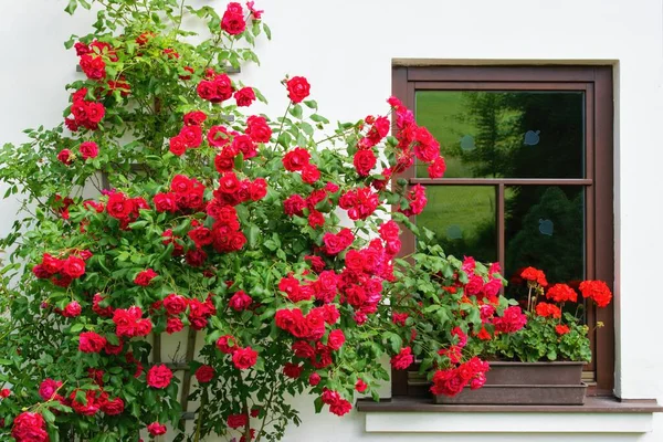 Escena Verano Ventanas Casa Con Flores Geranio Rosas Florecientes Escaladores — Foto de Stock