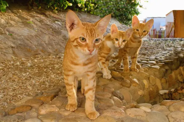 Group of adorable egyptian stray cat siblings.