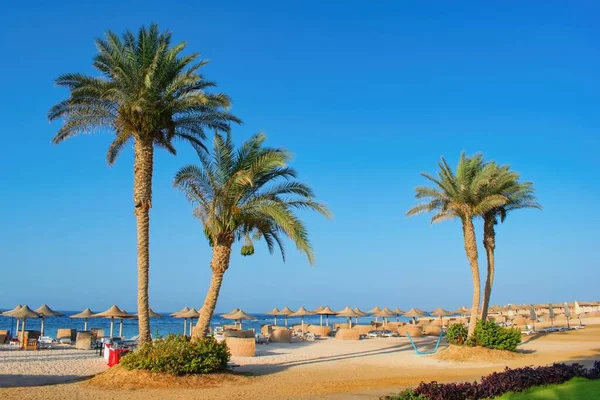 stock image Idylic beach with palms and sun umbrelas, Red Sea, Egypt