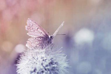 Kelebekli güzel bir yaz sahnesi. Idas mavisi ya da kuzey mavisi. 