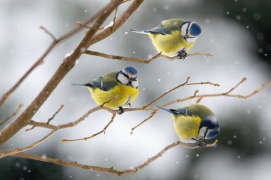 Winter scenery with blue tit birds sitting on the branch (Cyanistes caeruleus)