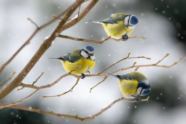 Winter Scenery Blue Tit Birds Sitting Branch Cyanistes Caeruleus — Stockfoto