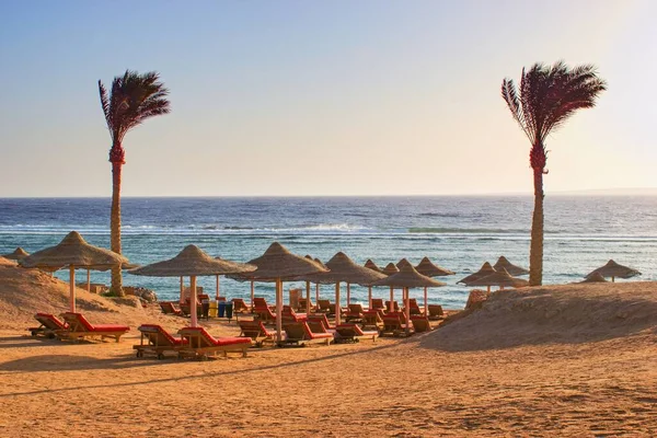 Идиллический Пляж Пальмами Солнечными Зонтиками Красное Море Египет — стоковое фото