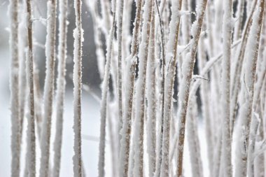 Frosty winter day scene, dry plant covered with hoarfrost 
