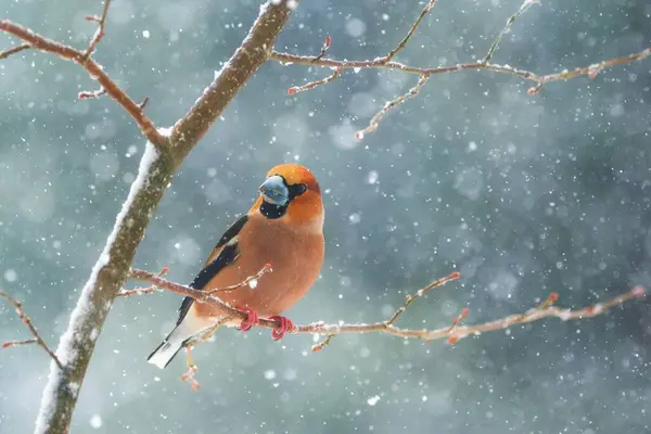 Hawfinch Bird Sitting Branch Heavy Snowfall Coccothraustes Coccothraustes — Stock Photo, Image