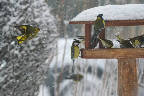 Vakker Vinterlandskap Med Mange Sangfugler Som Spiser Fuglehuset Innenfor Tungt – stockfoto