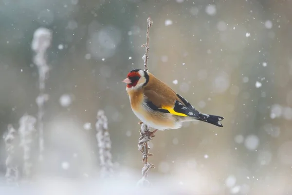 Peisaje Frumoase Iarnă Păsări Europene Mesteacăn Cocoșate Ramură Într Ninsoare — Fotografie, imagine de stoc