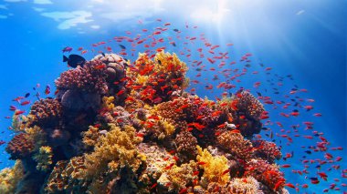Balık sürüsü veya kırmızı mercan balığı ve güneş ışığıyla tropikal mercan resifleri. Tropikal mercan resifinde su altında parlayan ışınlar. Ekosistem ve çevre koruma kavramı.