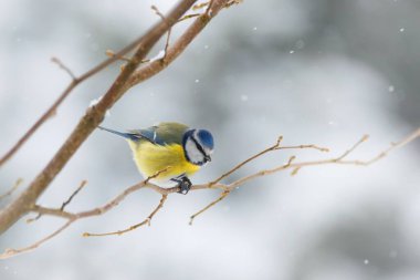 Winter garden scene with blue tit sitting on the branch