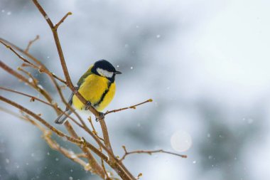 Winter garden scene with great tit sitting on the branch