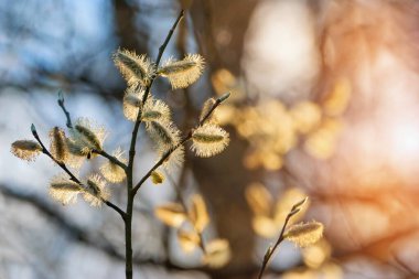 Taze bahar günışığında dalları yakalıyor