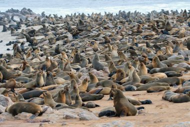 Cape Cross fok rezervi. İskelet, sahil, Namibya, Afrika. Dünyanın en büyük fok kolonisi..