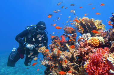 Güzel mercan resiflerinin yakınında renkli mercan balığı sürüsüyle çevrili bir dalgıç. 
