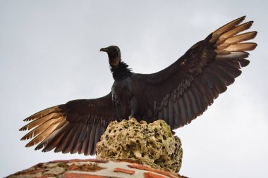 The black vulture (Coragyps atratus), Panama wildlife, scavenger clipart