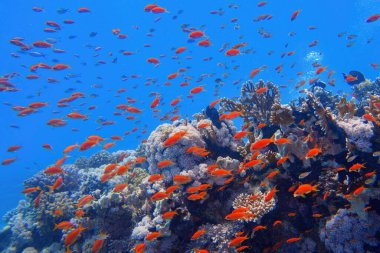 Balık sürüsü ya da kırmızı mercan balıklı güzel tropikal mercan resifi Anthias