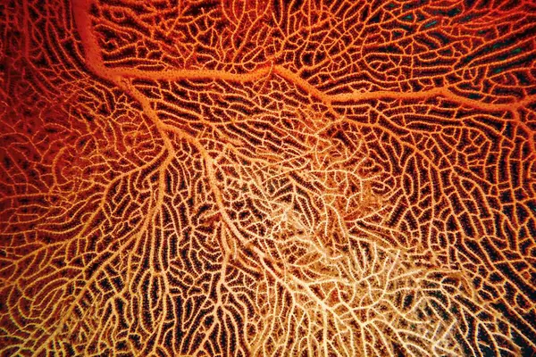 Organic texture of Red Sea Fan or Gorgonia coral (Annella mollis). Abstract background