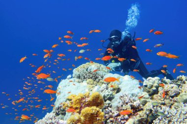 Etrafı mercan balığı sürüsüyle çevrili güzel mercan resiflerinin yanında insan dalgıcı. 
