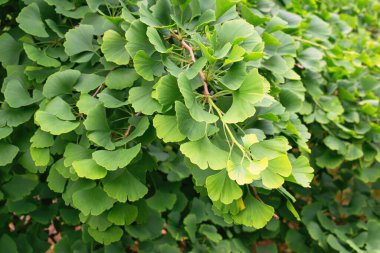 Ginkgo biloba dalları ve yaprakları ayrıca bakire saç ağacı olarak da bilinir..