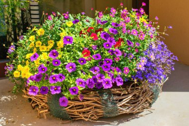 Calibrachoa (Milyon Çan) çiçekleri saksıda 