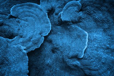 Fil derisi sert mercanın (Pachyseris speciosa) organik dokusu soyut bir arkaplan olarak 