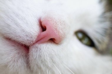 Cat nose close up.Upper Respiratory Infections or Feline Immunodeficiency Virus (FIV) concept. clipart
